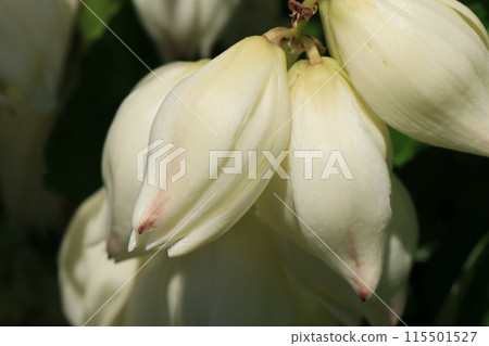 絲蘭的花 115501527