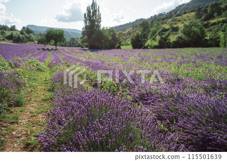 Field of lavender in Drome France with green hill backdrop. Beautiful summer landscape on a bright sunny day. Eco responsible sourcing of essential oils and makeup ingredients 115501639