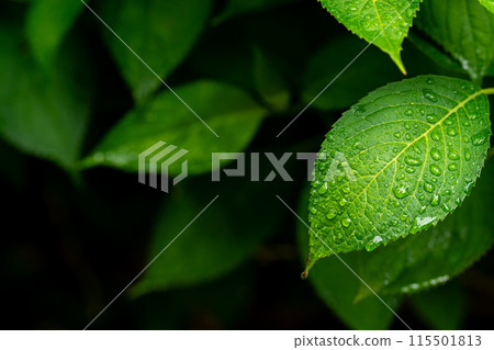 雨淋濕了 雨淋濕了 115501813