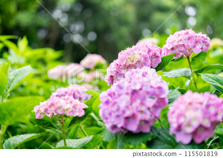 繡球花被雨露弄濕 繡球花被雨露弄濕 115501819