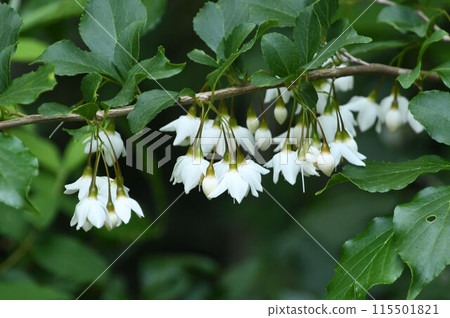 箕面的一棵蘇合香樹,樹枝上掛著一排排美麗的白花。 箕面的一棵蘇合香樹,樹枝上掛著一排排美麗的白花。 115501821