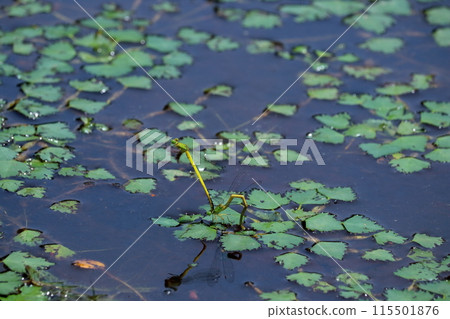 Damselfly laying eggs (Dragonfly Nature Park, Shimanto City, Kochi Prefecture) 115501876