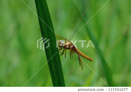 未成熟的Harabiro蜻蜓(高知縣四萬十市蜻蜓自然公園) 未成熟的Harabiro蜻蜓(高知縣四萬十市蜻蜓自然公園) 115501877