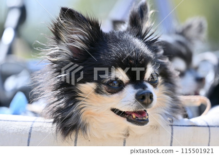 Close-up of a smiling long-coated chihuahua 115501921