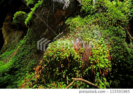 屋久島白谷雲水峽 115501965