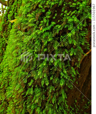 Yakushima Shiratani Unsuikyo Yakushima Shiratani Unsuikyo 115501967