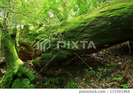屋久島白谷雲水峽 115501968