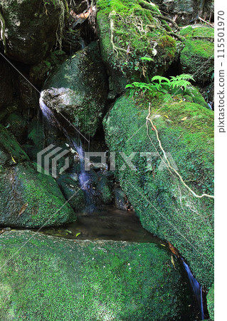 Yakushima Shiratani Unsuikyo 115501970