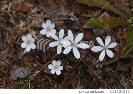 在森林的地面上可以看到一朵美麗的花，白色的花瓣完全開放，還有一朵即將開放的花。 115501981