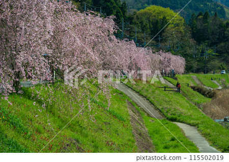 Spring in Nakatsugawa: Row of weeping cherry trees near Matsudamachi Spring in Nakatsugawa: Row of weeping cherry trees near Matsudamachi 115502019