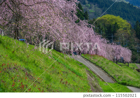 春天的中津川，垂枝櫻花樹，松田町賴 115502021