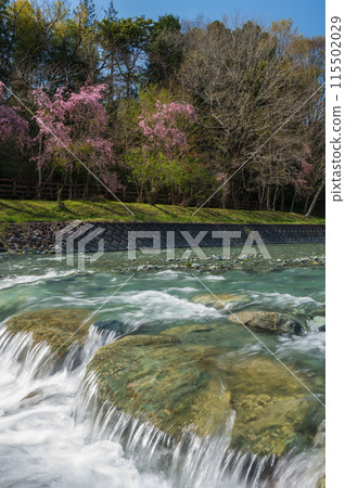 春天的中津川，垂枝櫻花盛開 115502029