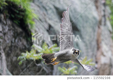 成年遊隼飛行時發出威脅 115502108