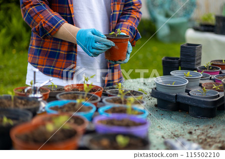 Young green seedlings of tomato in a special plastic form on nature background, happy 30s woman gardener transplanting seedlings outdoors. Growing organic food near home 115502210