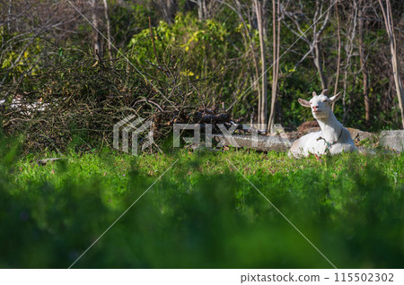 Goat's grazing Goat's grazing 115502302