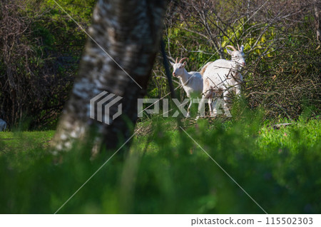 Goat's grazing Goat's grazing 115502303