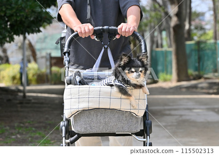 地熱時，長毛吉娃娃在狗車裡行走，夏季材料 115502313