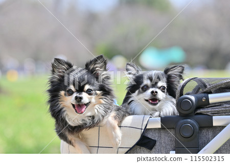 Long-coated Chihuahua walking in a dog cart because the ground is hot (Summer material) 115502315