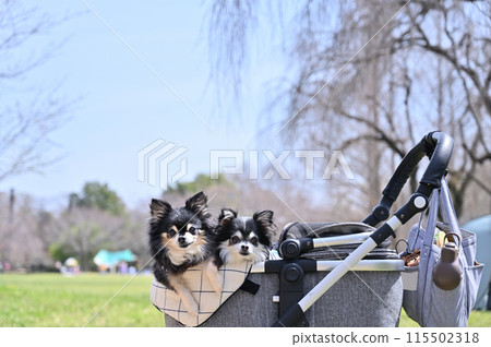 Long-coated Chihuahua walking in a dog cart because the ground is hot (Summer material) 115502318
