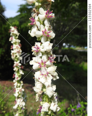 原產於歐洲、北非等地的歸化植物“Shirobanamouzuika”的花。 原產於歐洲、北非等地的歸化植物“Shirobanamouzuika”的花。 115502564