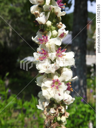 Flowers of the naturalized plant "Shirobanamouzuika" native to Europe, North Africa, etc. Flowers of the naturalized plant "Shirobanamouzuika" native to Europe, North Africa, etc. 115502565