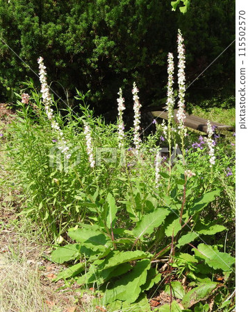 A full view of the flowers of the white mullein, an introduced plant native to Europe, North Africa, etc. 115502570
