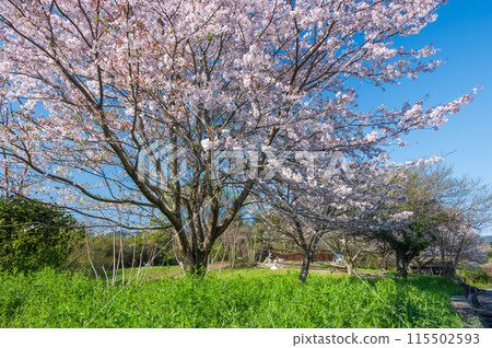 Cherry blossoms in Satoyama: A peaceful scene Cherry blossoms in Satoyama: A peaceful scene 115502593