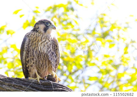 A young Peregrine Falcon leaves the nest and stays in a tree 115502682