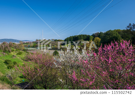 Scenery overlooking Minamiashigara City Sports Park: Spring in the countryside Scenery overlooking Minamiashigara City Sports Park: Spring in the countryside 115502742