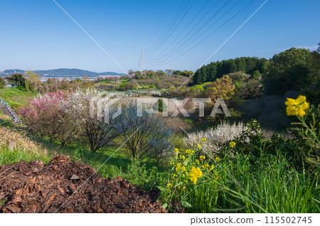 Scenery overlooking Minamiashigara City Sports Park: Spring in the countryside 115502745