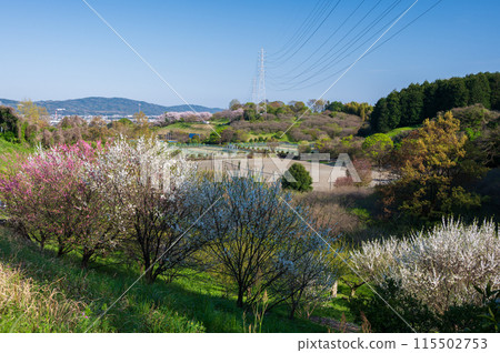 俯瞰南足柄市體育公園-里山春天的風景 115502753