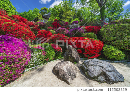 A famous flower spot in Kawasaki: Azaleas blooming at Kamikiyama Togakuin (Tsutsuji Temple) [Kawasaki City, Kanagawa Prefecture] 115502859