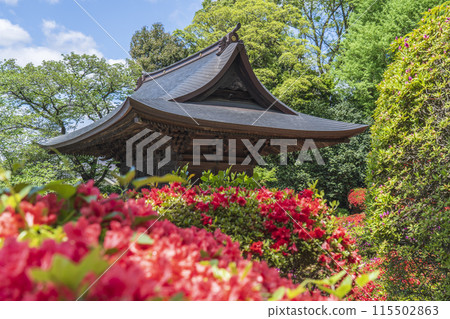 Kawasaki's tourist attraction: The Niomon Gate and azaleas at Kamikiyama Togakuin Temple (Azalea Temple) [Kawasaki City, Kanagawa Prefecture] 115502863