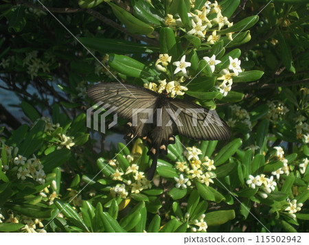 動物攝影 黑色燕尾 黑色女士 115502942
