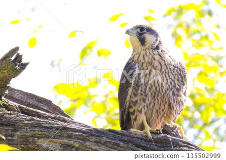 A young Peregrine Falcon looking at the sky from a tree after leaving the nest 115502999