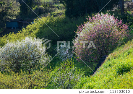 A farm in Minamiashigara, where plum blossoms bloom 115503010
