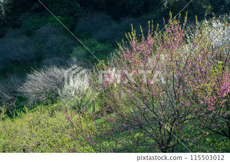 A farm in Minamiashigara, where plum blossoms bloom A farm in Minamiashigara, where plum blossoms bloom 115503012