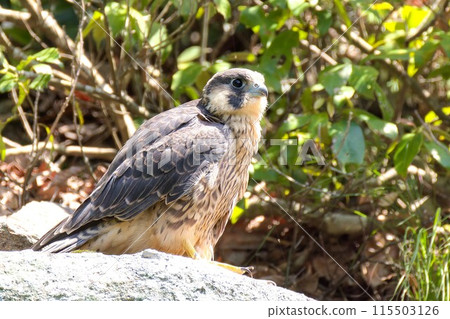 一隻剛離開巢穴的年輕遊隼 一隻剛離開巢穴的年輕遊隼 115503126