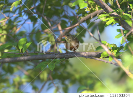 Male ortolan (Emberiza hortulana) 115503204