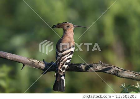 The Eurasian hoopoe (Upupa epops) 115503205