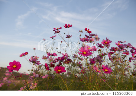 Cosmos and sky 115503303
