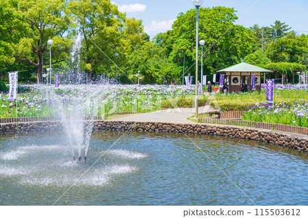 Iris flowers in full bloom at Aburagabuchi Amusement Park (Hekinan City, Aichi Prefecture) 115503612