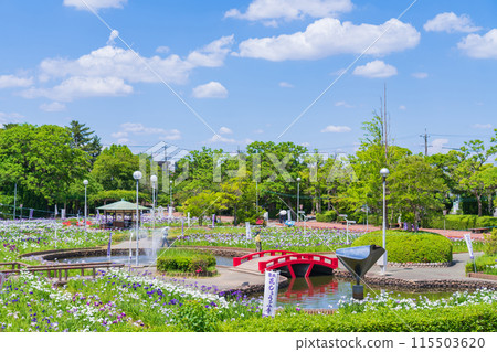 Iris flowers in full bloom at Aburagabuchi Amusement Park (Hekinan City, Aichi Prefecture) Iris flowers in full bloom at Aburagabuchi Amusement Park (Hekinan City, Aichi Prefecture) 115503620