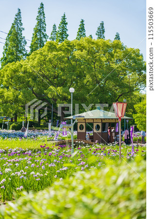 Iris flowers in full bloom at Aburagabuchi Amusement Park (Hekinan City, Aichi Prefecture) Iris flowers in full bloom at Aburagabuchi Amusement Park (Hekinan City, Aichi Prefecture) 115503669