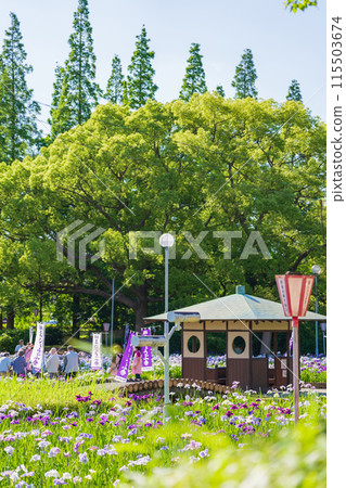 Iris flowers in full bloom at Aburagabuchi Amusement Park (Hekinan City, Aichi Prefecture) 115503674
