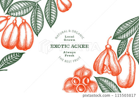 Hand drawn sketch style ackee banner. Organic fresh food vector illustration. Retro exotic fruit design template. Engraved style botanical background. 115503817