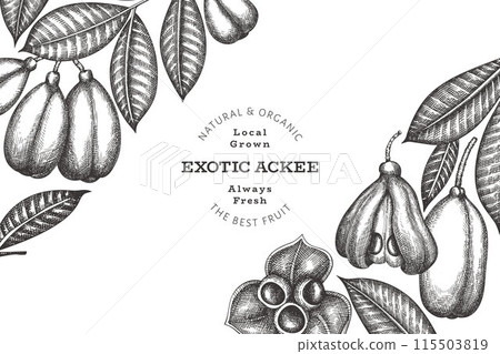 Hand drawn sketch style ackee banner. Organic fresh food vector illustration. Retro exotic fruit design template. Engraved style botanical background. 115503819