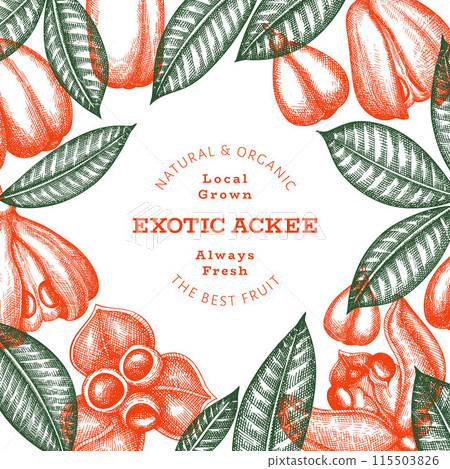 Hand drawn sketch style ackee banner. Organic fresh food vector illustration. Retro exotic fruit design template. Engraved style botanical background. 115503826