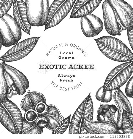 Hand drawn sketch style ackee banner. Organic fresh food vector illustration. Retro exotic fruit design template. Engraved style botanical background. 115503828