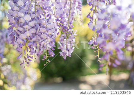 The purple flowers are hanging from the tree 115503846